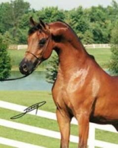 arabhnedy
