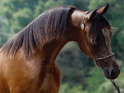 arabian_horse_animation.gif